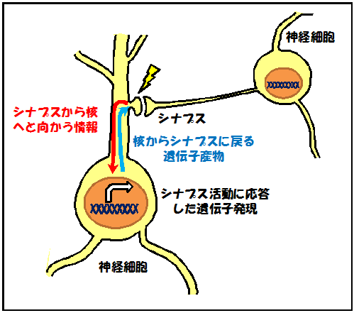 図１