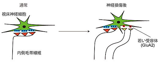 図６