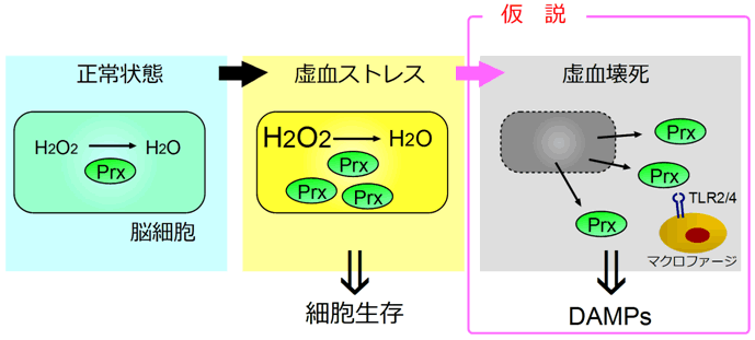 図４