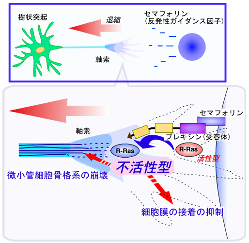 図４