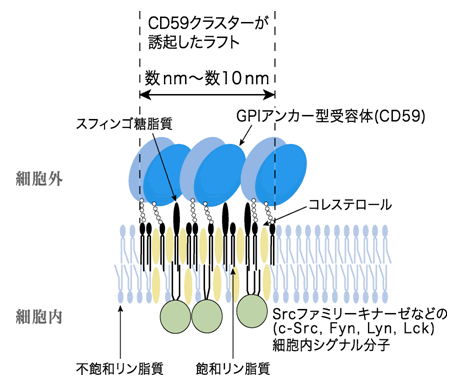 図１