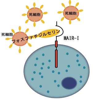 図１