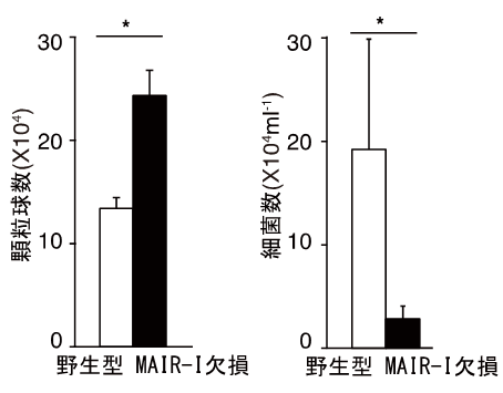 図３