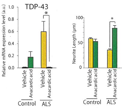 Ｆｉｇ．２