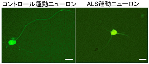 Ｆｉｇ．１