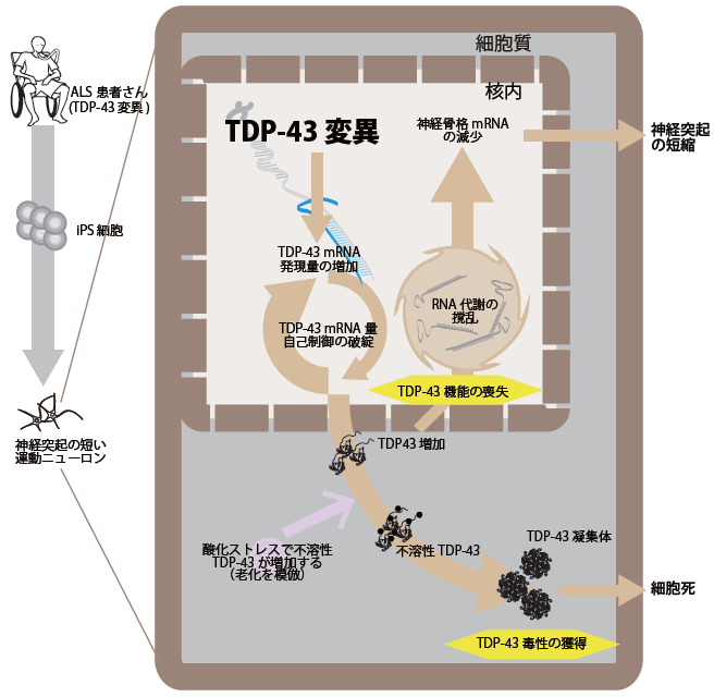 図