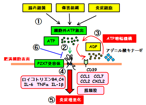 共同発表：炎症性腸疾患を悪化させる免疫細胞の新たな活性化メカニズム
