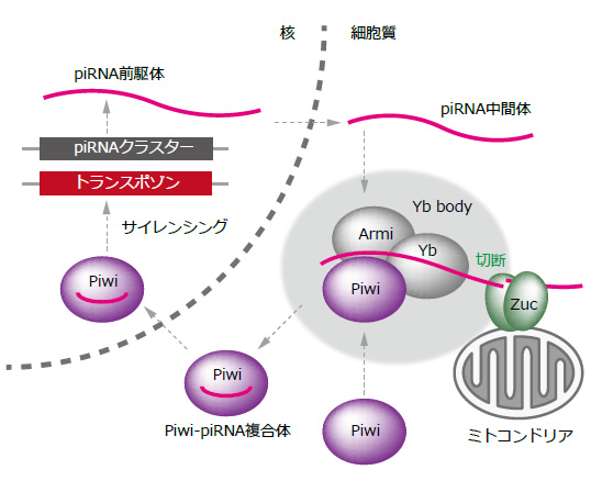 図３