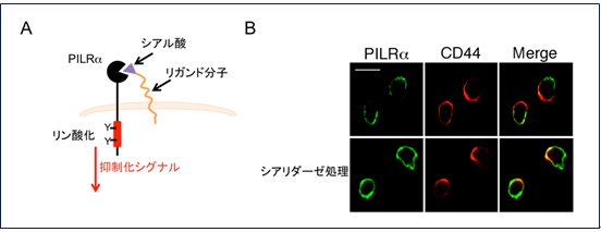 図４