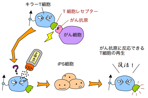 共同発表 がん細胞を殺すt細胞をips細胞化し若く元気なt細胞に再生 がんの免疫療法を革新する可能性