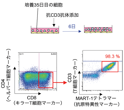 図１１