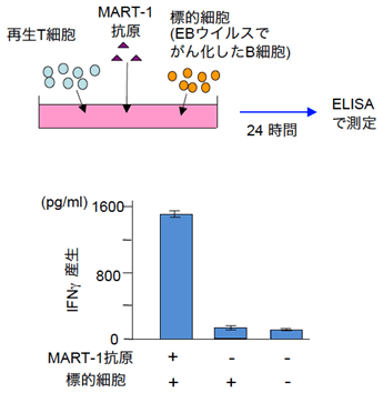 図１２