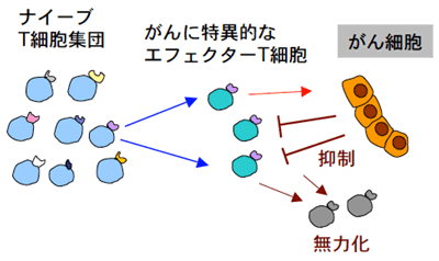 図２