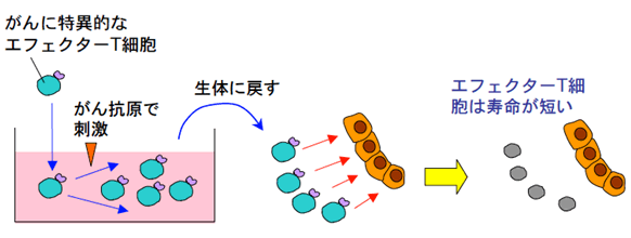 図３