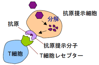 図４