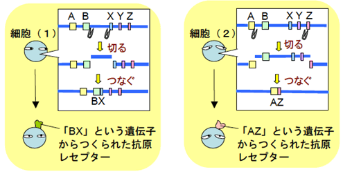 図５