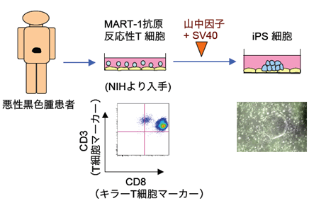 図８