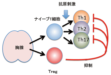 図１