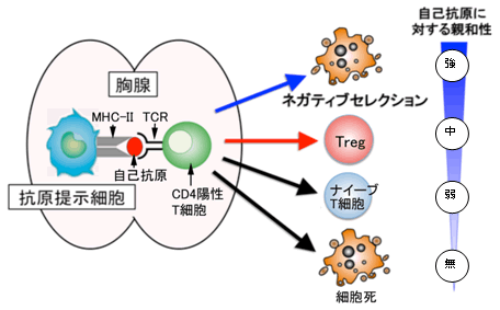 図２