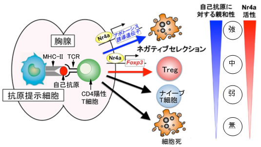 図６