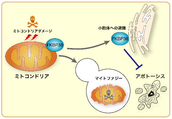 図４