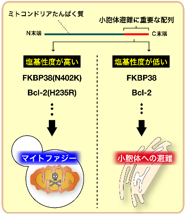 図５