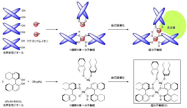 安全・安価なマグネシウム超分子触媒の開発と光学活性リン化合物の触媒的不斉合成に成功—触媒の匠工房:単一分子触媒から超分子触媒へ—
