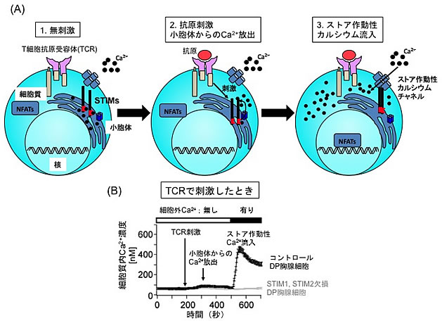 がん治療の 免疫革命 がんと水素と 悪玉キラーt細胞 ワニブックスplus新書 赤木 純児 本 通販 Amazon