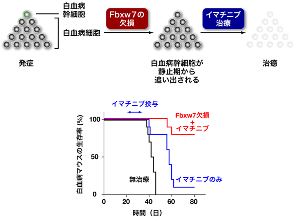 図４