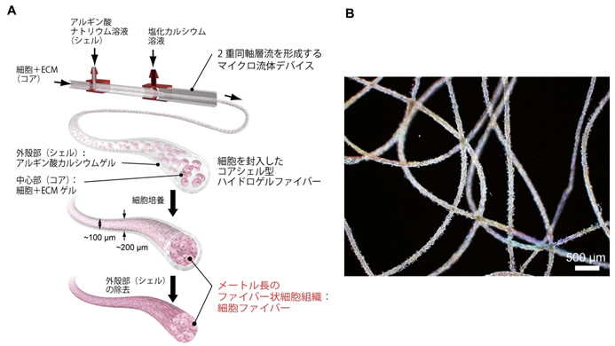 細胞の「ひも」が織りなす新しい医療—立体細胞組織構築の材料となる細胞ファイバーを開発—