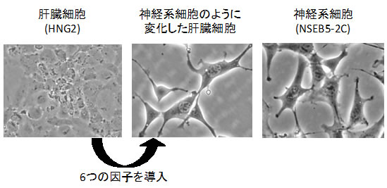 図２