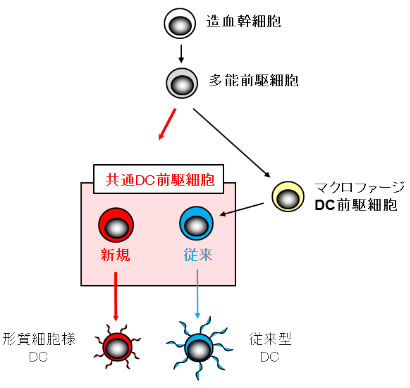 図３