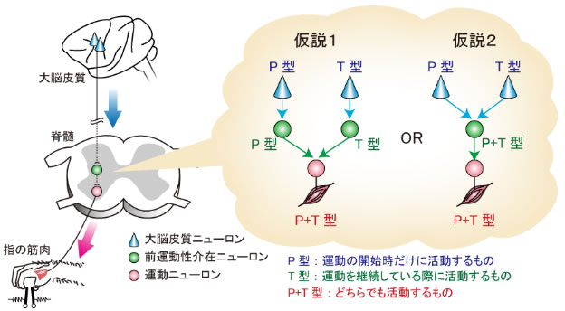 図２