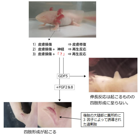 図２