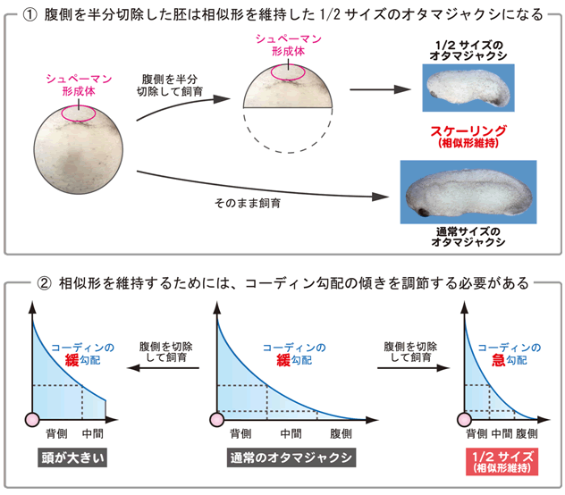 図３