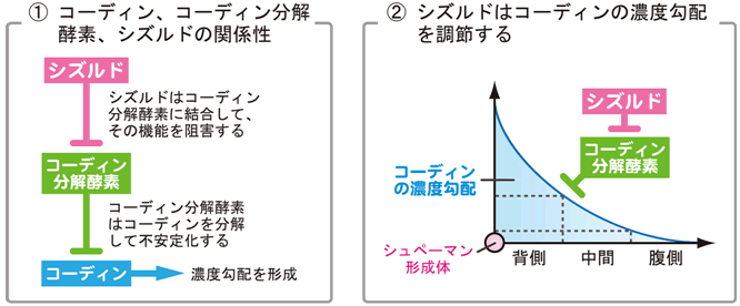 図４