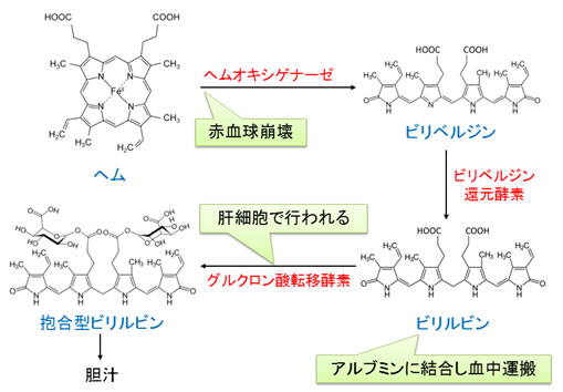 図５