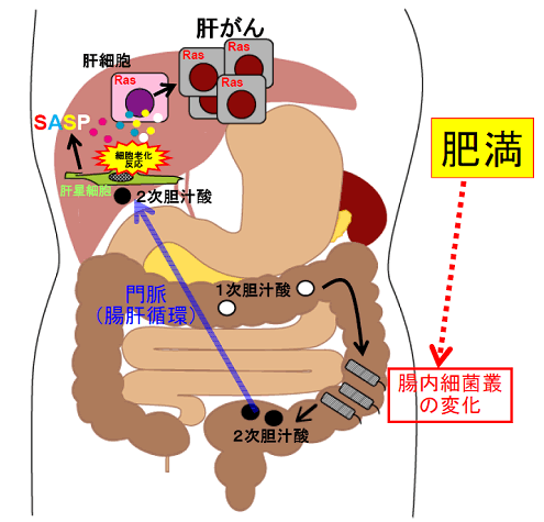 図２