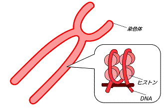 図６