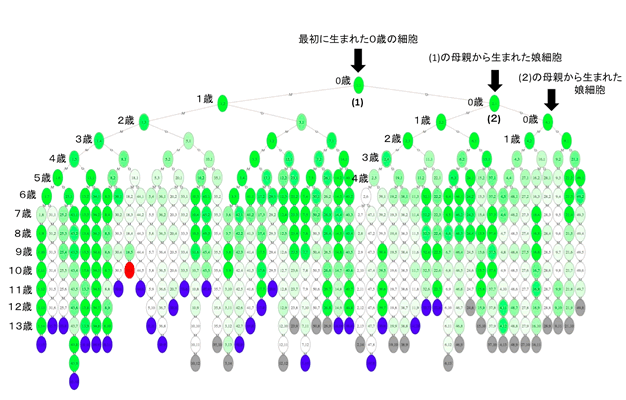 図２