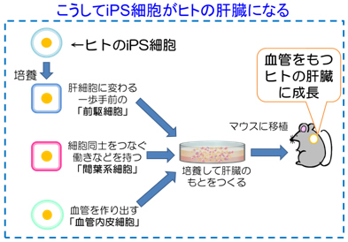共同発表 ｉｐｓ細胞から血管構造を持つ機能的なヒト臓器を創り出すことに成功 肝臓疾患の再生医療や 医薬品の開発研究を飛躍的に加速