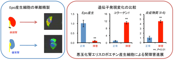 図２