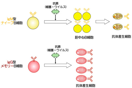 図１