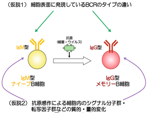 図３