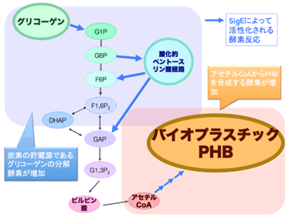 図２