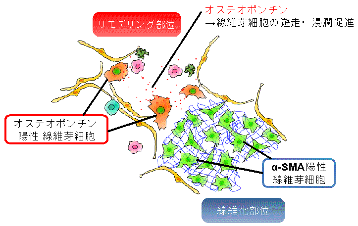 図３