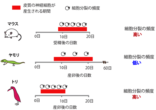 図２