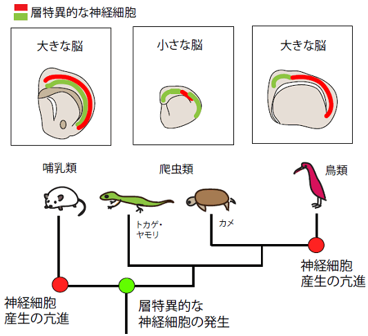 図５