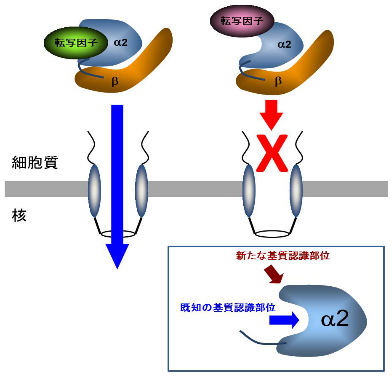 図２