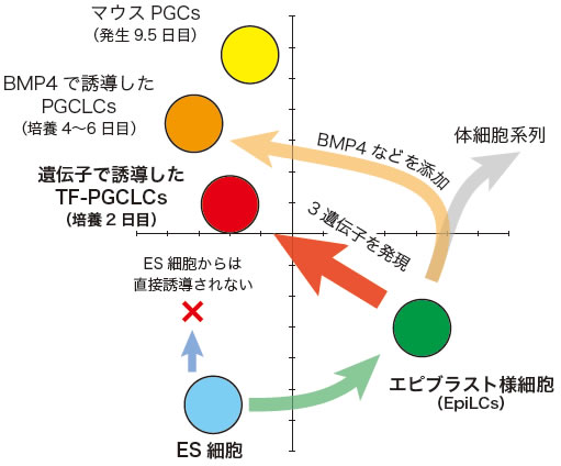 図４